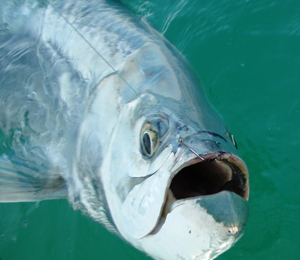 Key West Tarpon Fishing