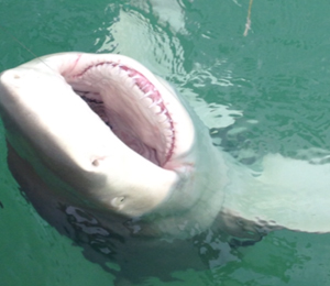 Key West Lemon Shark Charters