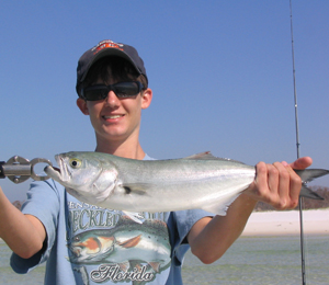 Key West Bluefish