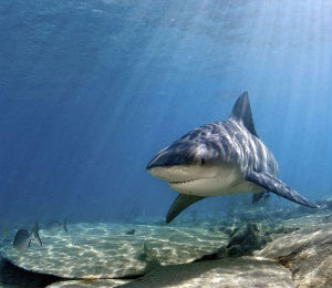 Bull Shark 