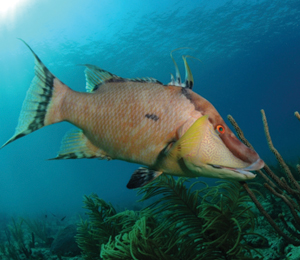 Hogfish