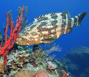 Nassau Grouper