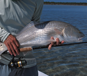 Redfish