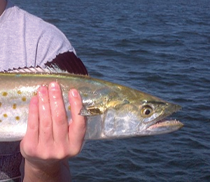 Spanish Mackerel