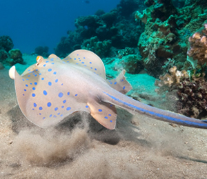 Stingrays