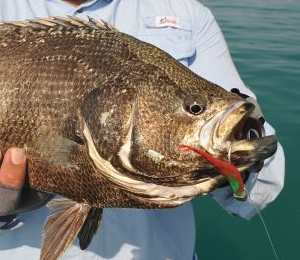 Tripletail