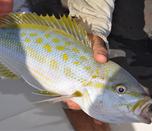 Key West Yellowtail Snapper Fishing in March