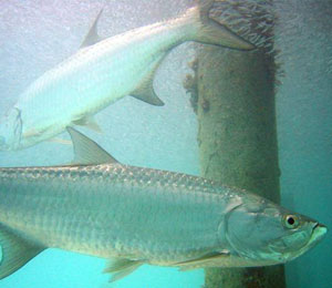 Key West Tarpon Fishing In February