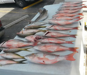 Key West Tarpon Fishing in July