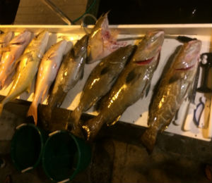 Key West Fishing Report for September