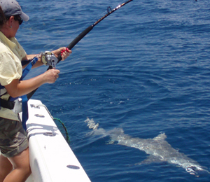 Shark Fishing in Key West