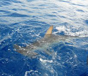 Hammerhead Shark