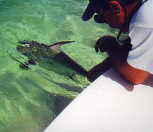 Species Caught Fishing in Key West