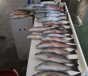 Top 3 Key West Fishing Charters